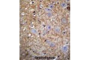 XKR4 Antibody (C-term) immunohistochemistry analysis in formalin fixed and paraffin embedded human brain tissue followed by peroxidase conjugation of the secondary antibody and DAB staining. (XKR4 Antikörper  (C-Term))