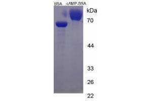 Image no. 1 for Cyclic Adenosine Monophosphate (cAMP) protein (BSA) (ABIN1880146) (CAMP Protein (BSA))