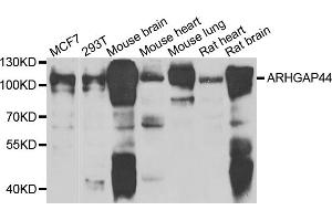 Western blot analysis of extracts of various cell lines, using ARHGAP44 antibody (ABIN4902942) at 1:1000 dilution. (ARHGAP44 Antikörper)