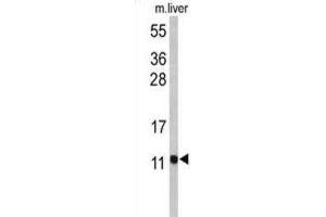 Western Blotting (WB) image for anti-Pterin-4 alpha-Carbinolamine Dehydratase/dimerization Cofactor of Hepatocyte Nuclear Factor 1 alpha (PCBD1) antibody (ABIN2971024) (PCBD1 Antikörper)