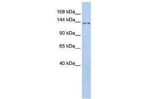WB Suggested Anti-TMEM132B Antibody Titration:  0. (TMEM132B Antikörper  (Middle Region))