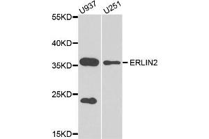 Western blot analysis of extract of U937 and U251 cells, using ERLIN2 antibody. (ERLIN2 Antikörper)