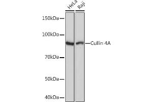 Western blot analysis of extracts of various cell lines, using Cullin 4A Rabbit mAb (ABIN7266545) at 1:1000 dilution. (Cullin 4A Antikörper)