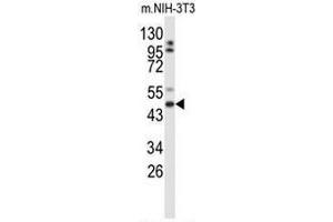 Western blot analysis of GORAB Antibody (N-term) in mouse NIH-3T3 cell line lysates (35µg/lane). (GORAB Antikörper  (N-Term))