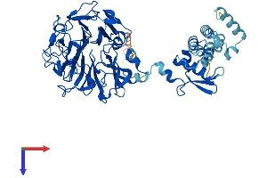 RCBTB2 Protein (AA 1-551) (His tag)