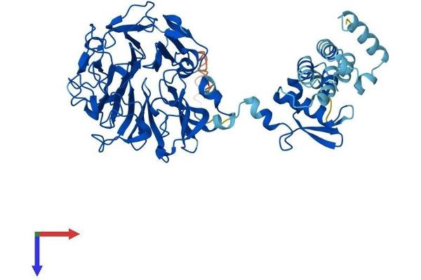 RCBTB2 Protein (AA 1-551) (His tag)