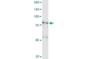 Immunoprecipitation of PDXDC1 transfected lysate using anti-PDXDC1 MaxPab rabbit polyclonal antibody and Protein A Magnetic Bead , and immunoblotted with PDXDC1 purified MaxPab mouse polyclonal antibody (B01P) . (PDXDC1 Antikörper  (AA 1-788))