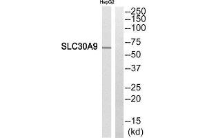 Western Blotting (WB) image for anti-Solute Carrier Family 30 (Zinc Transporter), Member 9 (SLC30A9) (Internal Region) antibody (ABIN1852424) (SLC30A9 Antikörper  (Internal Region))
