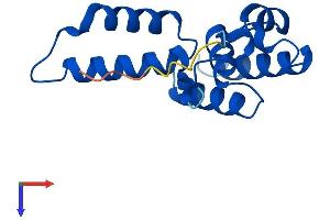 POLR2D Protein (AA 1-142) (His tag)