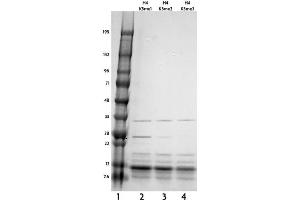 Recombinant Histone H4 trimethyl Lys5 tested by SDS-PAGE gel.