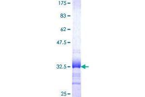 Image no. 1 for Synaptotagmin XI (SYT11) (AA 84-139) protein (GST tag) (ABIN1322012) (SYT11 Protein (AA 84-139) (GST tag))