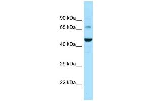 Western Blotting (WB) image for anti-Solute Carrier Family 6 (Neurotransmitter Transporter, GABA), Member 11 (SLC6A11) (C-Term) antibody (ABIN2788129)
