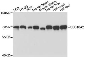 Western blot analysis of extracts of various cell lines, using SLC16A2 antibody. (SLC16A2/MCT8 Antikörper)