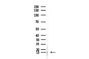 Western blot analysis of lysates from Mouse lung, using SH3BGRL1 Antibody at 1/1000 dilution.