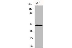Western Blot analysis of HeLa cells using Cytokeratin 18 Polyclonal Antibody (Cytokeratin 18 Antikörper  (C-Term))