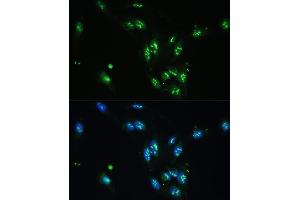 Immunofluorescence analysis of U-2 OS cells using CCDC59 antibody (ABIN7266440) at dilution of 1:100. (CCDC59 Antikörper  (AA 1-241))