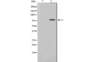 Western blot analysis of Tau phosphorylation expression in COLO205 whole cell lysates,The lane on the left is treated with the antigen-specific peptide. (MAPT Antikörper  (pSer235))