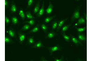 Immunofluorescence analysis of A549 cells using POLR2D antibody. (POLR2D Antikörper)