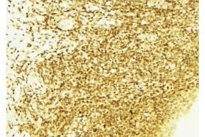 ABIN6267662 at 1/100 staining Mouse liver tissue by IHC-P. (LKB1 Antikörper  (pSer428))