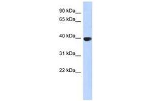Image no. 1 for anti-Aurora Kinase C (AURKC) (AA 215-264) antibody (ABIN6743752) (Aurora Kinase C Antikörper  (AA 215-264))