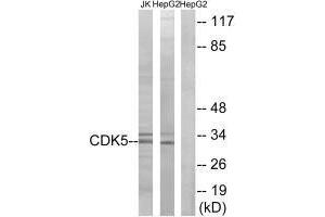 Western blot analysis of extracts from Jurkat cells and HepG2 cells, using CDK5 (Ab-15) antibody. (CDK5 Antikörper  (Tyr15))