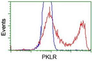 HEK293T cells transfected with either RC206455 overexpress plasmid (Red) or empty vector control plasmid (Blue) were immunostained by anti-PKLR antibody (ABIN2453475), and then analyzed by flow cytometry. (PKLR Antikörper)