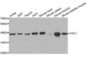 Western blot analysis of extracts of various cell lines, using TWF2 antibody. (TWF2 Antikörper)