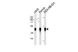 HLA-G Antibody (ABIN1882254 and ABIN2843469) western blot analysis in A549,Ramos,MDA-MB-231 cell line lysates (35 μg/lane). (HLAG Antikörper)