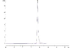 The purity of Human CD99 is greater than 95 % as determined by SEC-HPLC. (CD99 Protein (CD99) (AA 23-122) (Fc Tag))