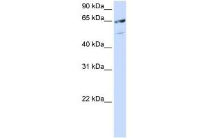 WB Suggested Anti-SFRS11 Antibody Titration: 0. (SRSF11 Antikörper  (C-Term))