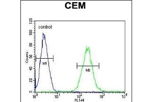 ZN Antibody (Center) (ABIN654509 and ABIN2844236) flow cytometric analysis of CEM cells (right histogram) compared to a negative control cell (left histogram). (ZNF667 Antikörper  (AA 303-331))