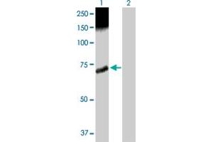 Western Blot analysis of CAMKK2 expression in transfected 293T cell line by CAMKK2 MaxPab polyclonal antibody.