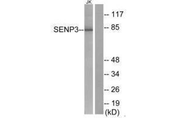 SENP3 Antikörper
