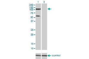 Western Blotting (WB) image for anti-Tripartite Motif Containing 28 (TRIM28) (AA 379-524) antibody (ABIN564395)