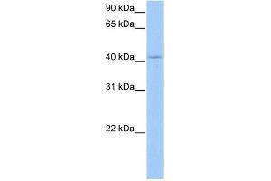 PAIP1 antibody used at 0. (PAIP1 Antikörper)