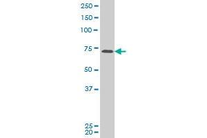 PASD1 monoclonal antibody (M04), clone 2B10 Western Blot analysis of PASD1 expression in Hela S3 NE . (PASD1 Antikörper  (AA 1-100))