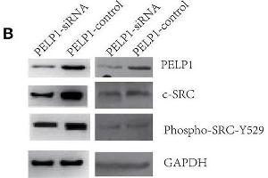 PELP1 knockdown downregulated c-Src-PI3K-Erk pathway. (Src Antikörper  (pTyr529))