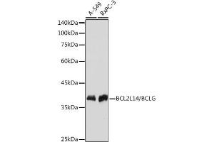 Western blot analysis of extracts of various cell lines, using BCL2L14/BCL2L14/BCLG antibody (ABIN7265865) at 1:1000 dilution. (BCL2L14 Antikörper)