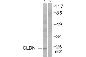 Western blot analysis of extracts from HeLa cells, using Claudin 1 antibody (#C0142). (Claudin 1 Antikörper)
