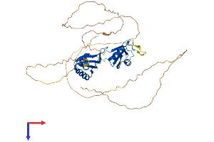 RBMS2 Protein (AA 1-407) (His tag)