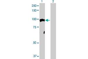 Western Blot analysis of NR3C1 expression in transfected 293T cell line by NR3C1 MaxPab polyclonal antibody. (Glucocorticoid Receptor Antikörper  (AA 1-777))