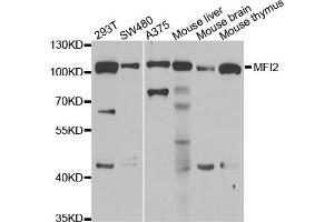 Western blot analysis of extracts of various cell lines, using MFI2 antibody (ABIN5974004) at 1/1000 dilution. (MFI2 Antikörper)