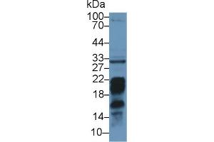 Western Blot; Sample: Mouse Liver lysate; Primary Ab: 1µg/ml Rabbit Anti-Mouse PDCD1LG2 Antibody Second Ab: 0. (PDCD1LG2 Antikörper  (AA 36-219))