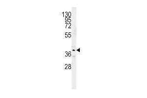 SRD5A2 Antibody (Center) (ABIN651742 and ABIN2840383) western blot analysis in mouse kidney tissue lysates (15 μg/lane). (SRD5A2 Antikörper  (AA 153-182))