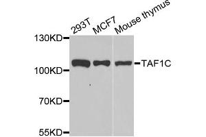 Western blot analysis of extracts of various cell lines, using TAF1C antibody (ABIN5974089) at 1/1000 dilution. (TAF1C Antikörper)