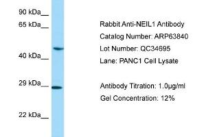 Western Blotting (WB) image for anti-Endonuclease VIII-Like 1 (NEIL1) (C-Term) antibody (ABIN2789640) (NEIL1 Antikörper  (C-Term))