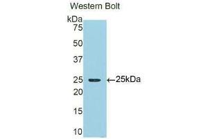Western Blotting (WB) image for anti-alpha 1 Microglobulin/bikunin precursor (AMBP) (AA 22-203) antibody (ABIN1077774)