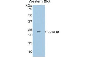 Western Blotting (WB) image for anti-Vascular Endothelial Growth Factor B (VEGFB) (AA 22-207) antibody (ABIN1078649)