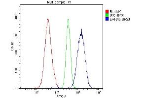 Flow Cytometry analysis of A549 cells using anti-Eph receptor A2 antibody (ABIN5693218). (EPH Receptor A2 Antikörper  (AA 851-970))