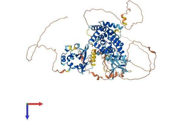 RIN1 Protein (AA 1-783) (His tag)